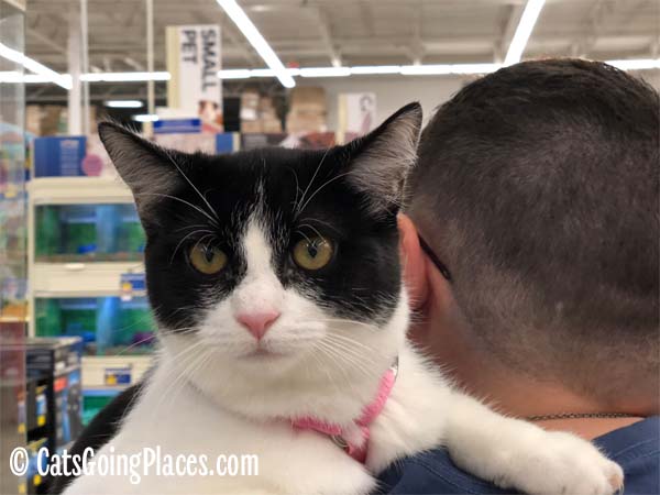 black and white tuxedo cat carried on shoulder