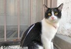 black and white tuxedo cat stands outside barred door