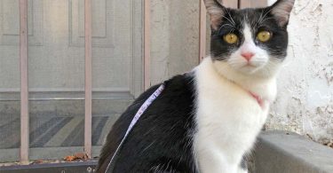 black and white tuxedo cat stands outside barred door