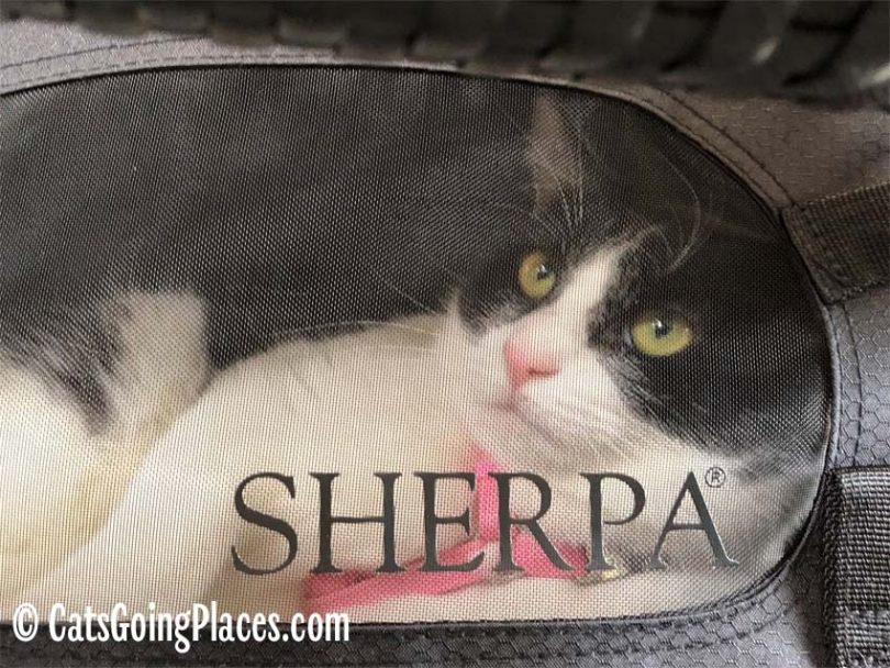 black and white tuxedo cat looks out of window of Sherpa comfort ride carrier