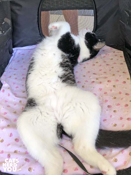black and white tuxedo cat lays on her back