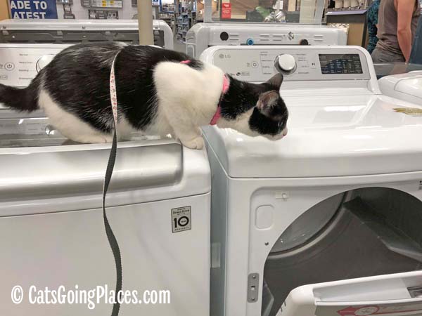 black and white tuxedo cat looks at dryer