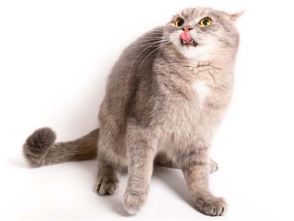 Stressed cat licks lips. Photo credit: depositphotos/webkatrin1