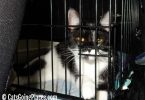 black and white tuxedo cat looks out of wire crate