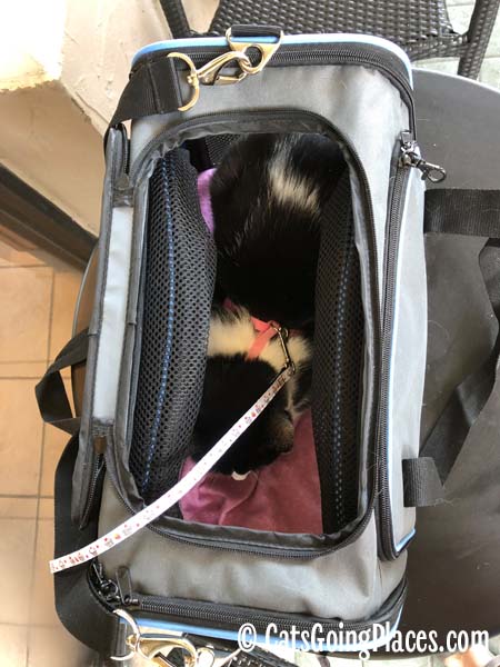black and white tuxedo cat in jackson galaxy extendable pet carrier