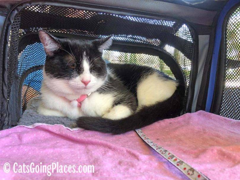 A Ride in the Jackson Galaxy Double Extendable Pet Carrier - Cats