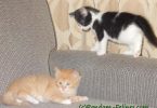 black and white tuxedo kitten looks at orange tabby kitten