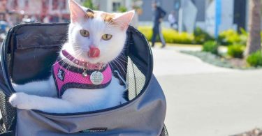 white and orange cat in backpack. Photo credit catexplorer.com.