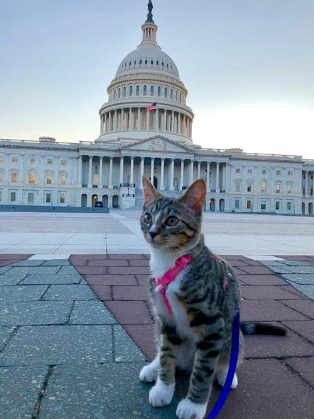 tabby-and-white cat sits in front of Capitol building