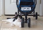 black and white tuxedo cat lounges near stroller wheels