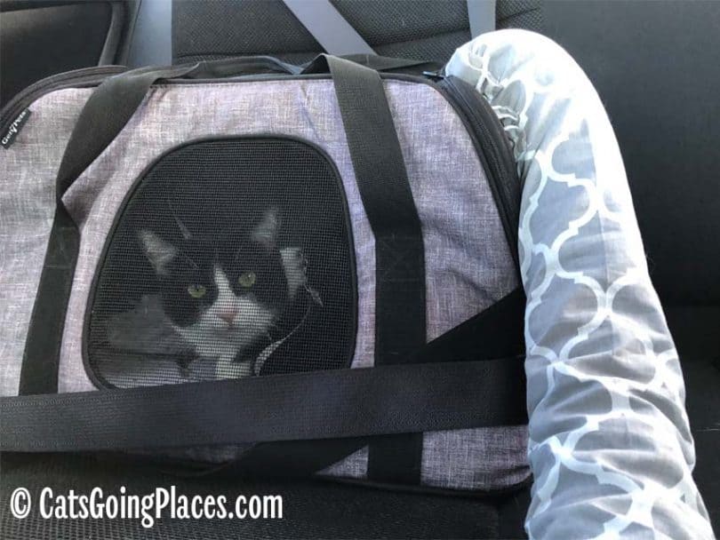 black and white tuxedo cat in carrier with vent attached