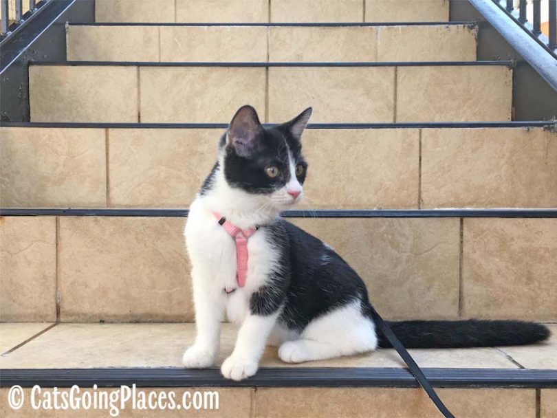 black and white tuxedo kitten sits on stairs